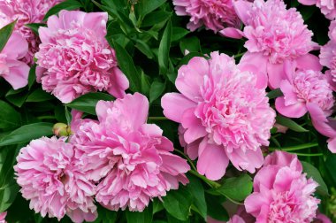 Bouquet of fresh pink peonies clipart