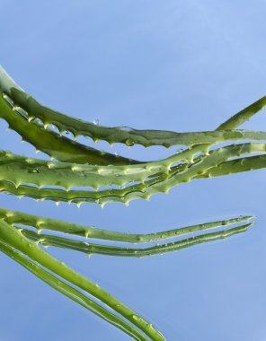 mavi arka plan üzerinde aloe yaprak