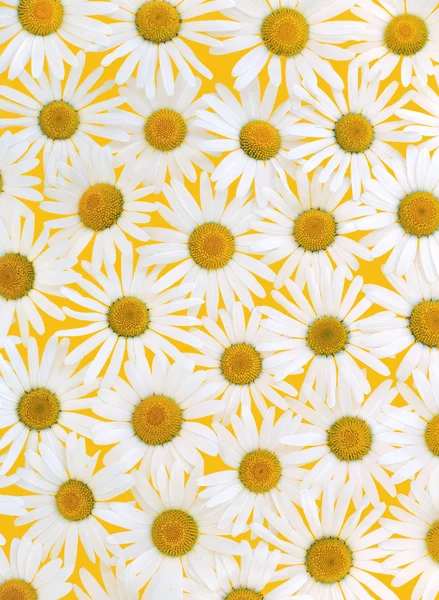 Fresh daisies over yellow background — Stock Photo, Image