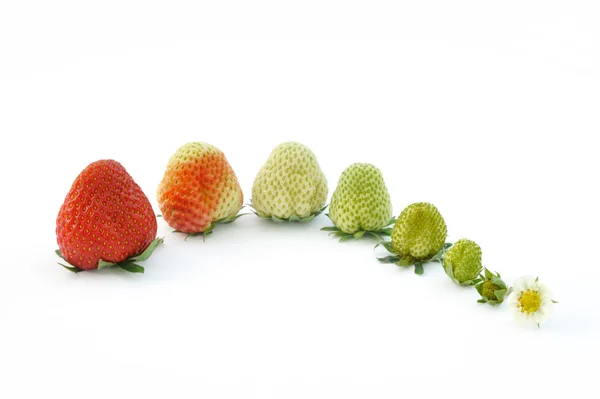 Strawberry tillväxt isolerad på vit — Stockfoto