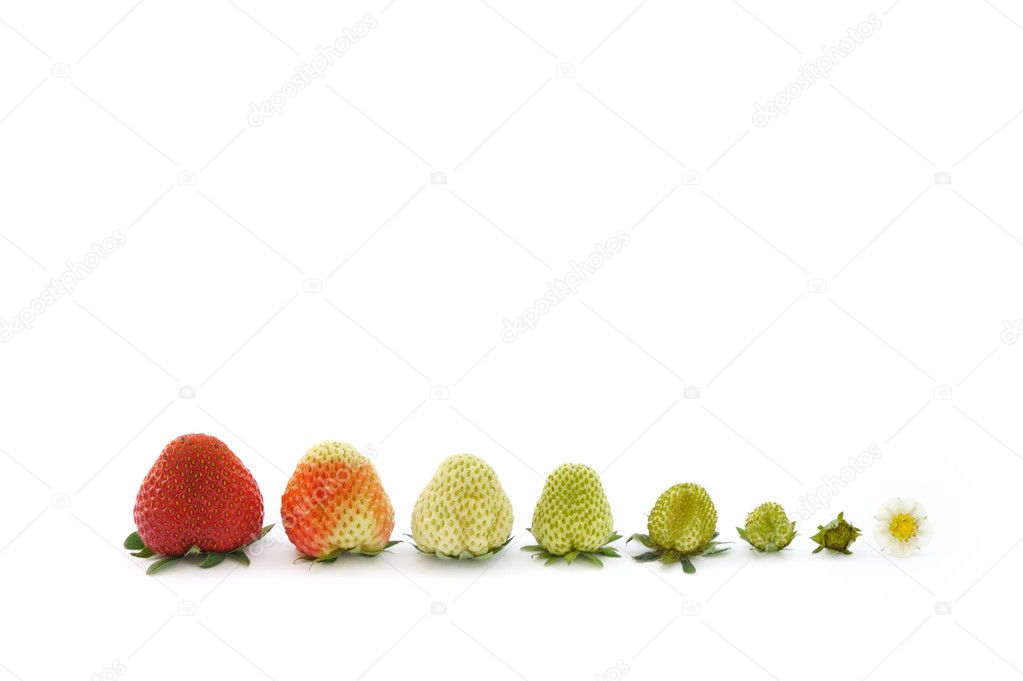Strawberry growth isolated on white
