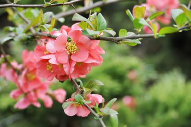 Japanese quince branch - blossoming clipart