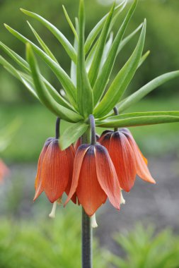 Crown imperial - detail clipart