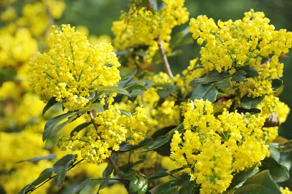 stock image Mahonia blossom