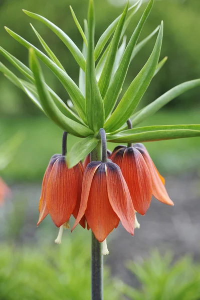 stock image Crown imperial - detail