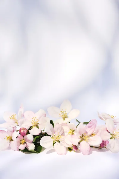 Alma virágok — Stock Fotó