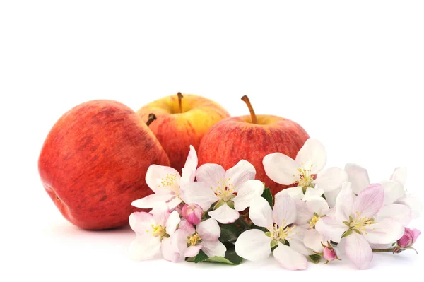 Elma ve elma ağacının çiçekleri — Stok fotoğraf
