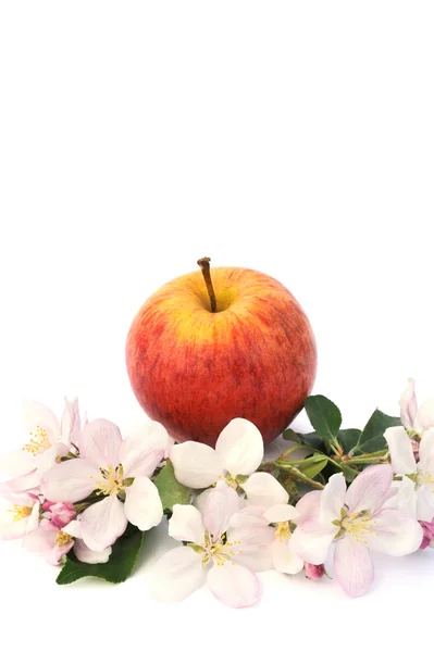 Äpplen och äppelträd blommor — Stockfoto