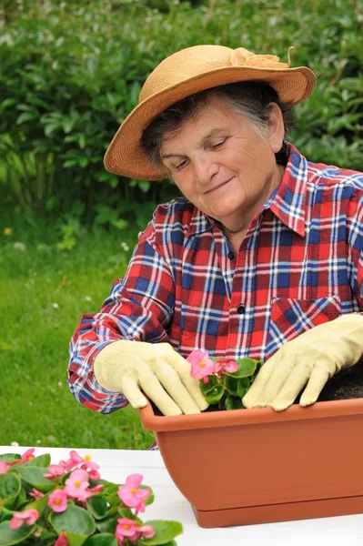 Mujer mayor - jardinería —  Fotos de Stock