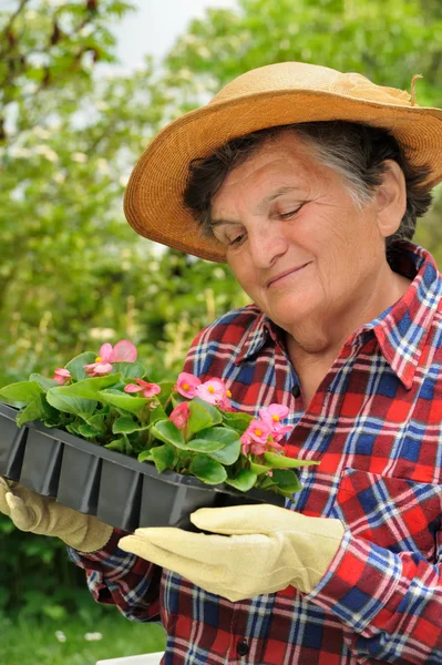 Mujer mayor - jardinería — Foto de Stock
