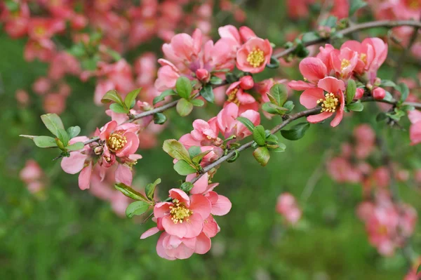 stock image Japanese quince branch - blossoming