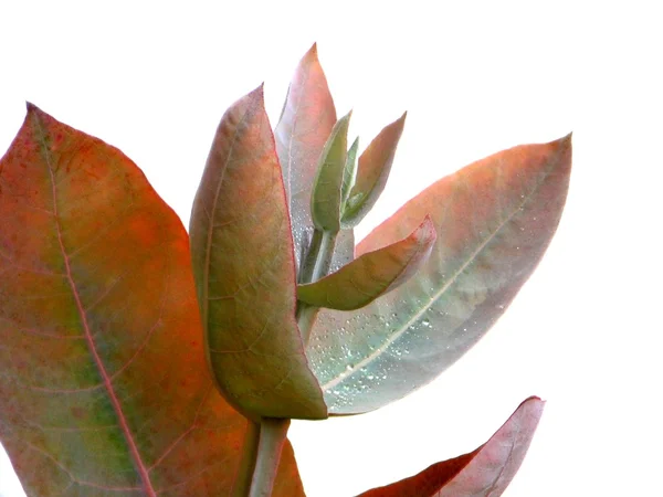 Eucalyptus - silver droppe — Stockfoto