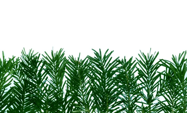 详细的针叶林-帧 — 图库照片