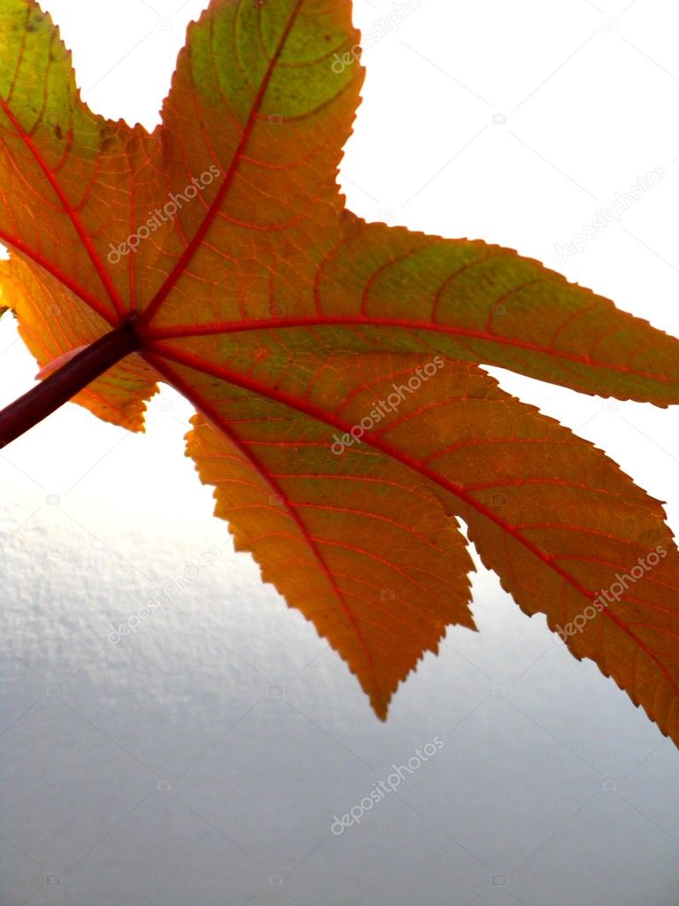 Leaf of ricinus communis