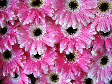 Pink gerber flowers - background clipart