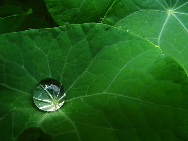 Капля воды - лист канареечного ползунка — стоковое фото