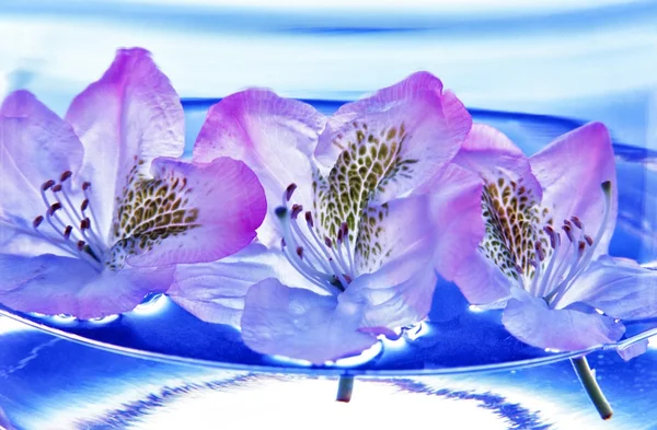 Ródodendro — Foto de Stock