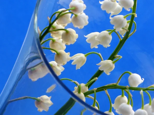 Lily of the valley - detail — Stockfoto