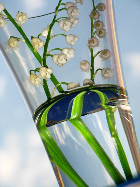 Lily of the valley - detail — Stock Photo, Image