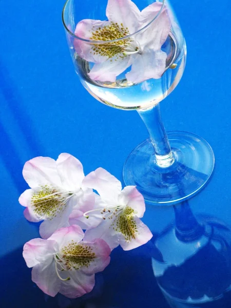 Laurel and glass of water — Stock Photo, Image