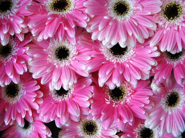 Pink gerber flowers - background — Stock Photo, Image