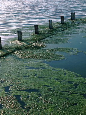Green algae - water surface clipart