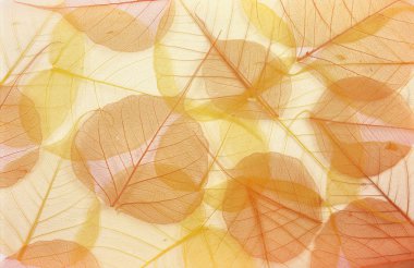 Dry colored leaves - background clipart