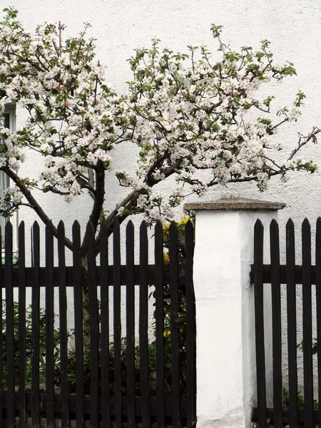 Äppelträd klädd i blommor — Stockfoto
