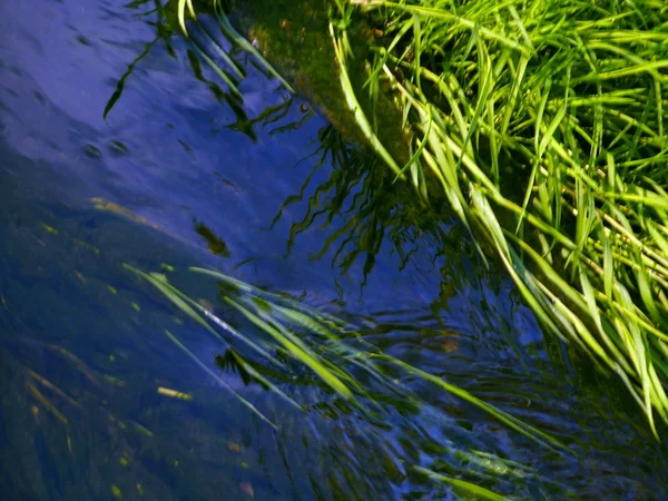 Gräs längs vattnet — Stockfoto