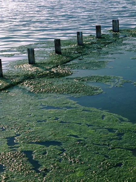 Green algae - water surface — Stock Photo, Image