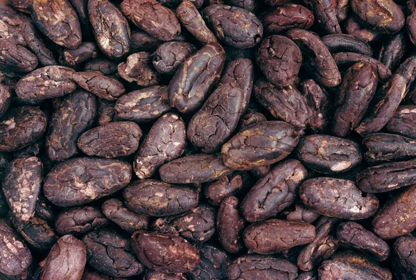 Kakao çekirdeği - arka plan — Stok fotoğraf