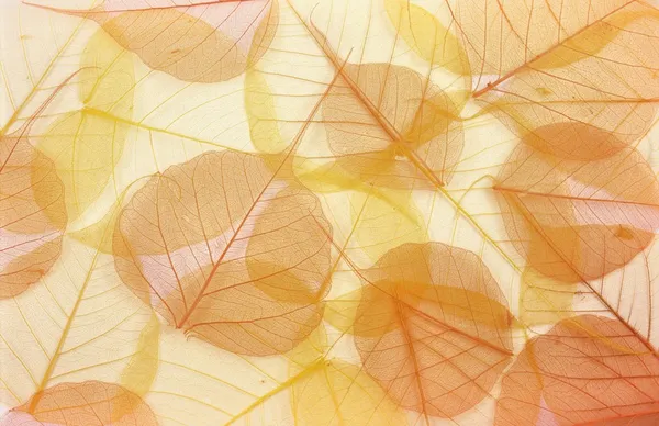 Сухі кольорові листя - фон — стокове фото
