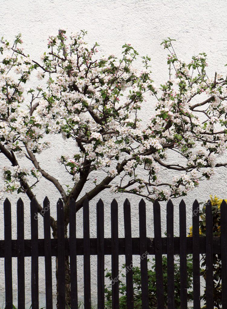 Apple trees clothed in blossoms