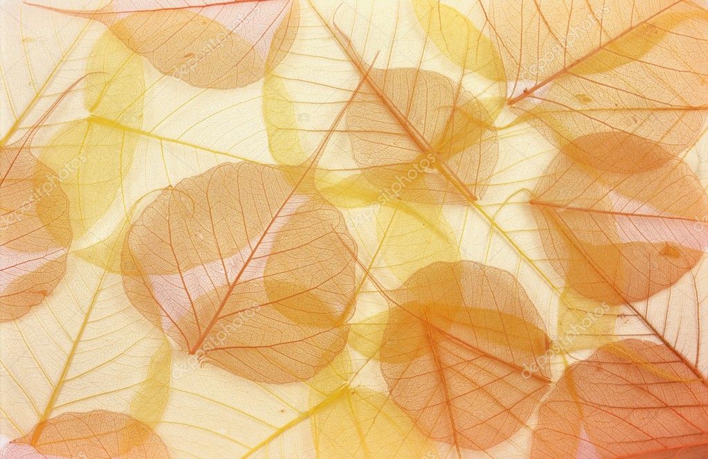 Dry colored leaves - background Stock Photo by ©brozova 2378513