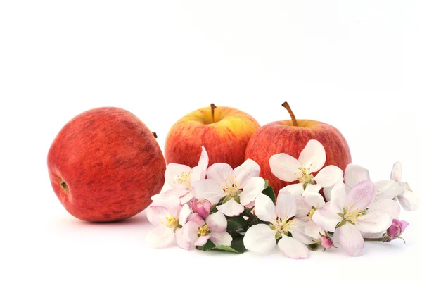 Äpfel und Apfelbaumblüten — Stockfoto