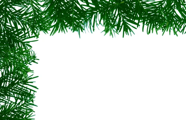Detail of coniferous - frame — Stock Photo, Image