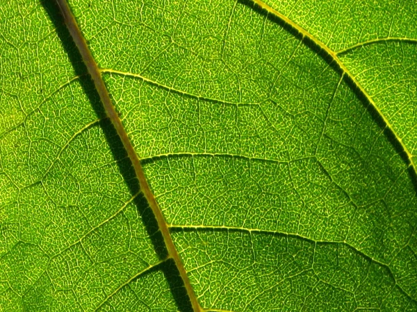 ヒマワリ - 詳細の葉 — ストック写真