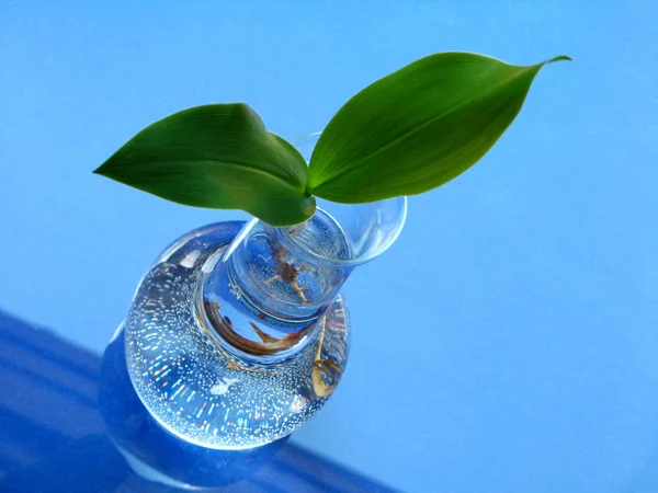 Lily of the valley - leaves — Stock Photo, Image