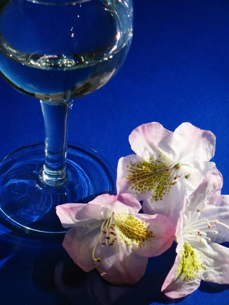 Rhododendron and glass — Stock Photo, Image