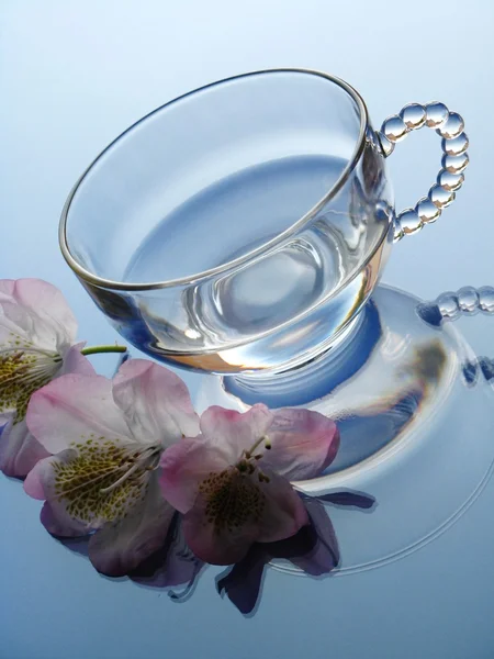 Rhododendron and glass pot — Stock Photo, Image
