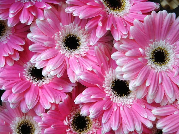 Flores de gerber rosadas - fondo — Foto de Stock