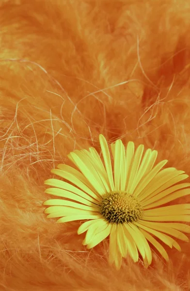 Margherita - fiore giallo con piume — Foto Stock