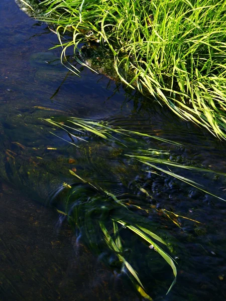 Su kenarı boyunca çimen — Stok fotoğraf