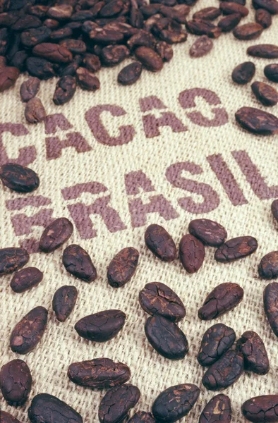 Fagioli di cacao e hessian — Foto Stock