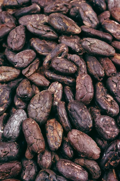 Fagioli di cacao - sfondo — Foto Stock