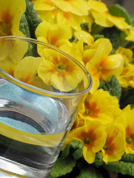 Glass of water and primrose - detail — Stock Photo, Image
