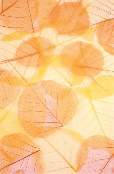 Trockene farbige Blätter - Hintergrund — Stockfoto