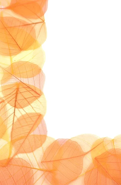 Torra färgade löv över vit bakgrund — Stockfoto