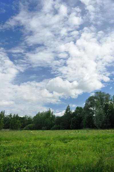 Peisajul unui câmp verde cu copaci — Fotografie, imagine de stoc