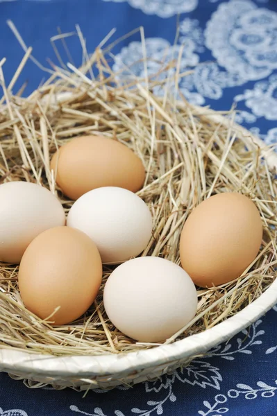 Świeże jaja hodowlane — Zdjęcie stockowe